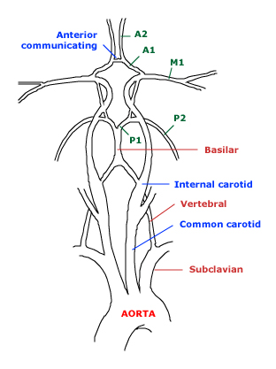 Circulación cerebral
